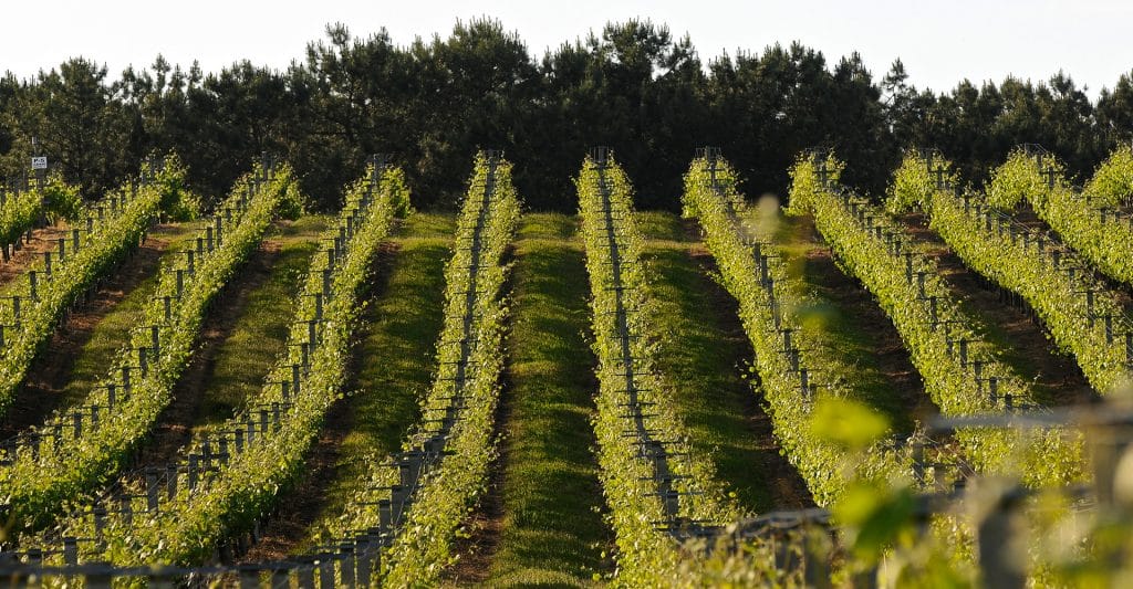 Conociendo a la Uva Albariño